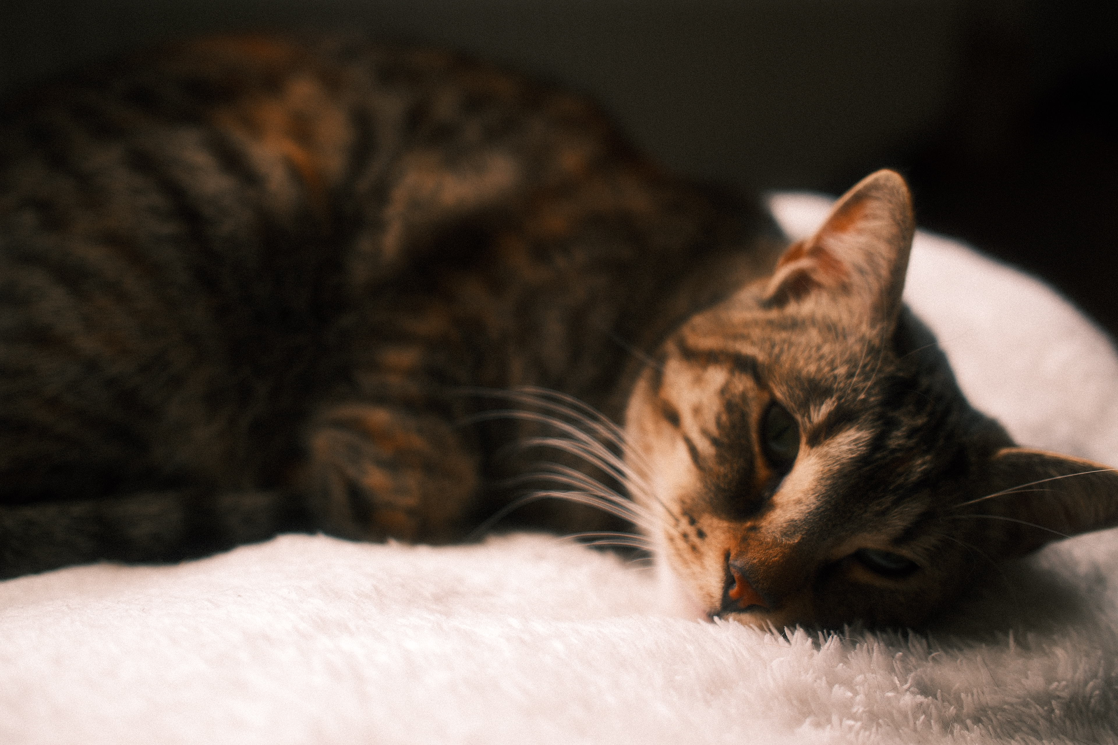 CATS NEED SLEEP TOO