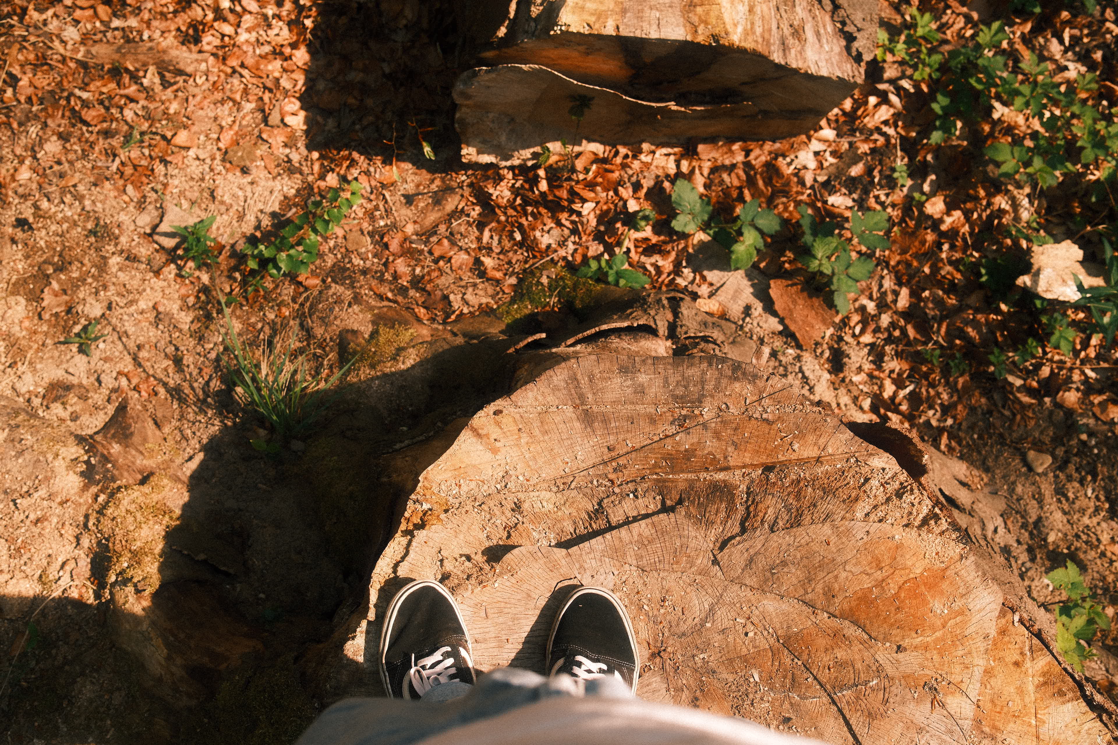 POV IN THE WOODS